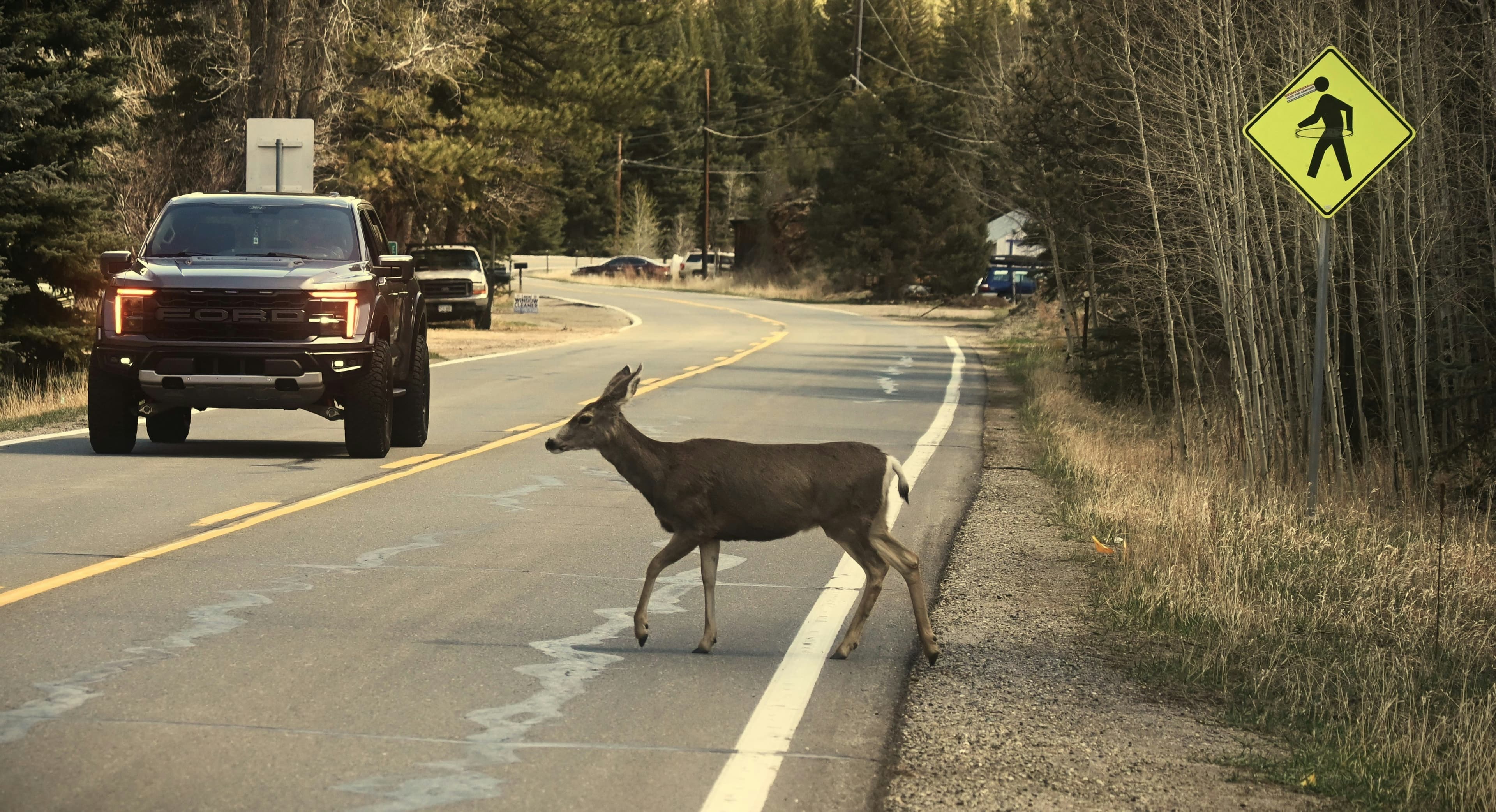 Hitting a Deer in Maine: What Your Insurance Actually Covers